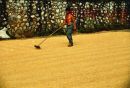Farmer drying grain on roadside, Countryside, Guilin